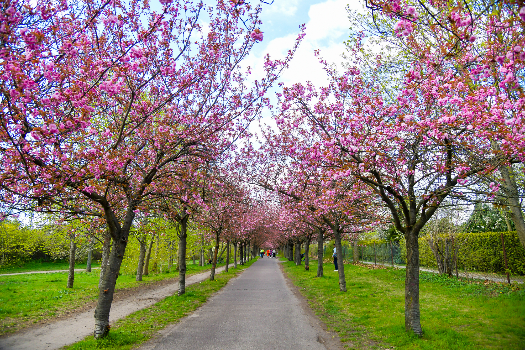 Kirschblüte Hanami in Berlin – unsere sechs Hotspots