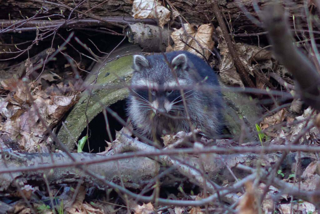 Waschbär in Petzschwitz