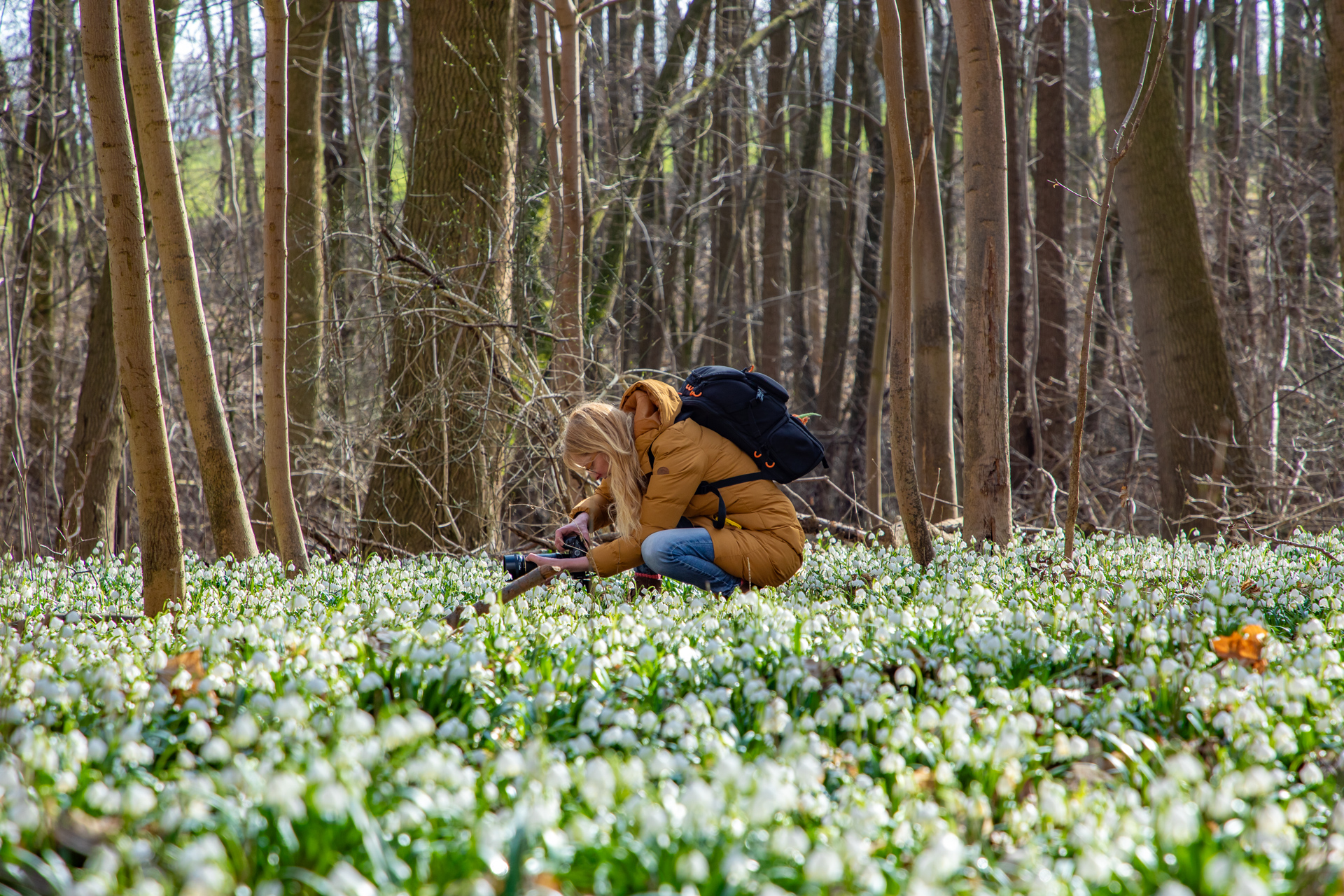 Märzenbecherwiesen in Sachsen