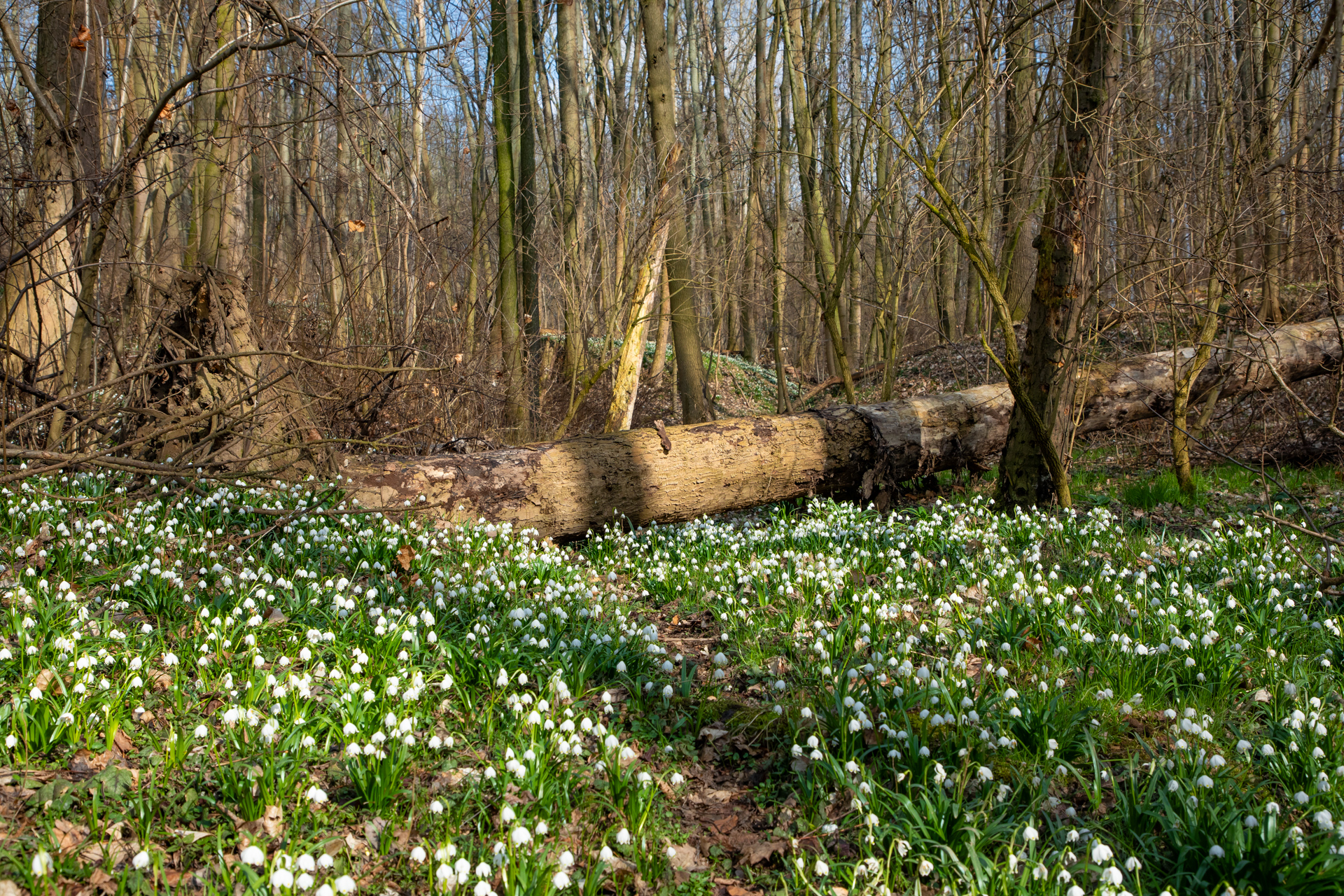 Märzenbecherromantik in Petzschwitz
